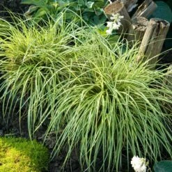 'Evergold' Sedge -Great Garden Plants Shop CAREV1Q 4