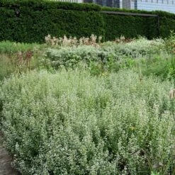 Calamint 2 Calamint -Great Garden Plants Shop Calamintha nepeta lurie garden chicago