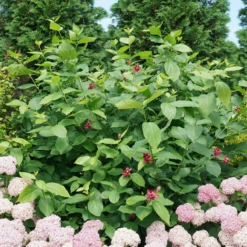 'Aphrodite' Sweetshrub -Great Garden Plants Shop CalycanthusAphroditeDSC00826 800x800 8413a2a