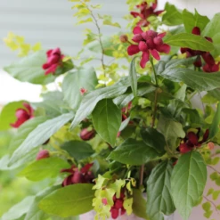 'Aphrodite' Sweetshrub -Great Garden Plants Shop CalycanthusAphroditeIMG 7183 800x800 eae8727