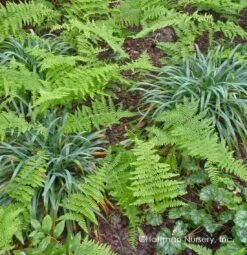 Bunny Blue® 'Hobb' Sedge -Great Garden Plants Shop Carex Bunny Blue 03