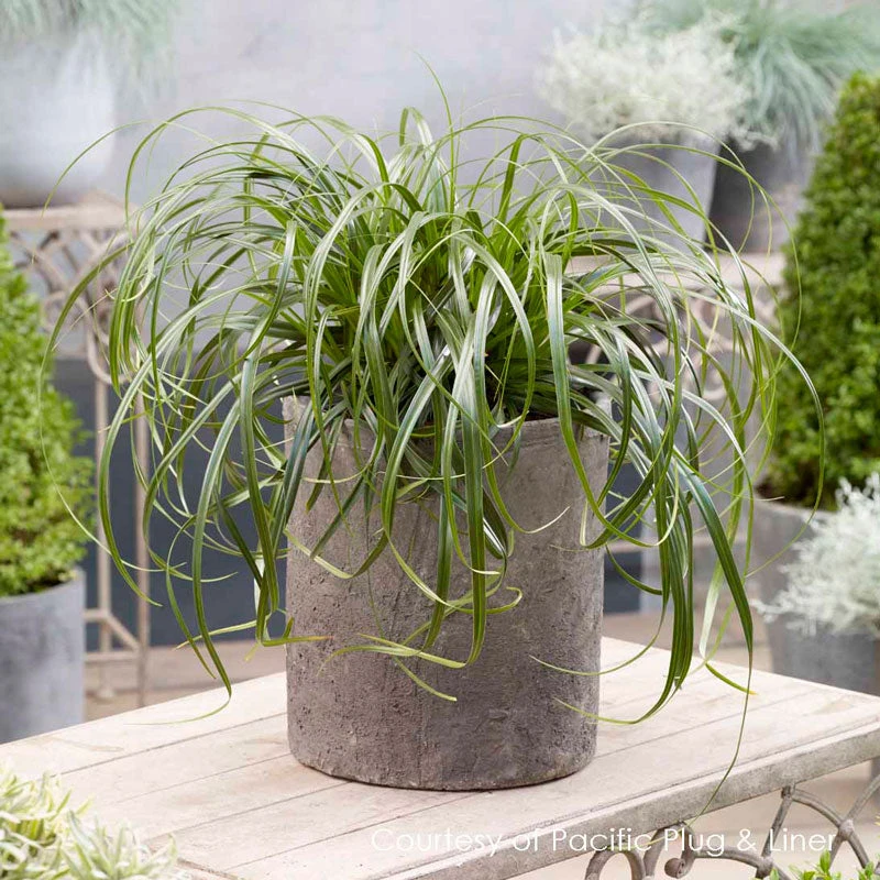 Ribbon Falls™ Sedge Ribbon Falls™ Sedge -Great Garden Plants Shop