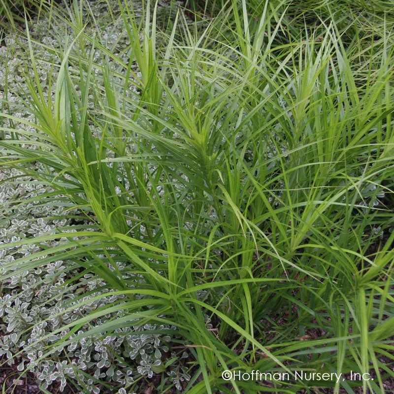 Palm Sedge Palm Sedge -Great Garden Plants Shop