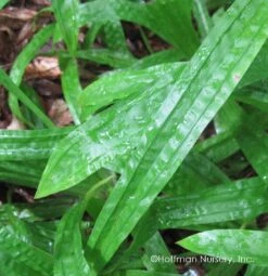 Plantain-Leaf Sedge -Great Garden Plants Shop Carex plantaginea 02