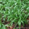 Plantain-Leaf Sedge