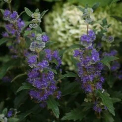 Beyond Midnight® Bluebeard -Great Garden Plants Shop Caryopteris Beyond Midnight 3 P 31df8b38 198c 4262 97f4 d46a339bb904 sw