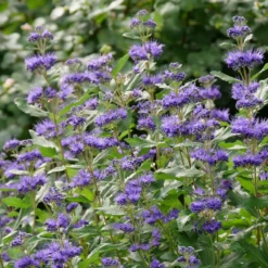 Beyond Midnight® Bluebeard -Great Garden Plants Shop CaryopterisBeyondMidnightP1014734 800x800 b51c260