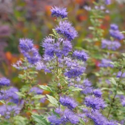 Beyond Midnight® Bluebeard -Great Garden Plants Shop CaryopterisBeyondMidnightP1014894 800x800 c72d939