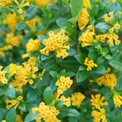 Juiced™ Orange Jessamine -Great Garden Plants Shop CestrumJuicedOrangeP1184590 1080x1080 2030ad0