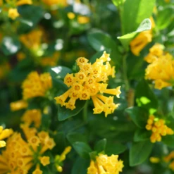 Juiced™ Orange Jessamine -Great Garden Plants Shop CestrumJuicedOrangeP1184599 1080x1080 06bdbae