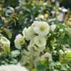 Double Take Eternal White™ Flowering Quince