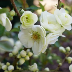 Double Take Eternal White™ Flowering Quince -Great Garden Plants Shop ChaenomelesDoubleTakeEternalWhiteP1151371 1080x1080 18aece4