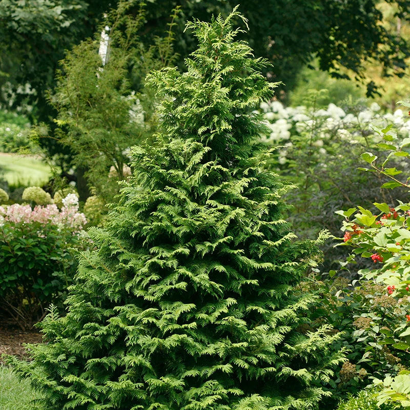 Soft Serve® False Cypress Soft Serve® False Cypress -Great Garden Plants Shop Chamaecyparis Soft Serve 1