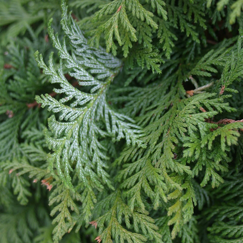 Soft Serve® False Cypress Soft Serve® False Cypress -Great Garden Plants Shop Chamaecyparis Soft Serve 2
