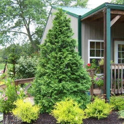 Soft Serve® False Cypress 2 Soft Serve® False Cypress -Great Garden Plants Shop Chamaecyparis Soft Serve 3
