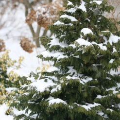 Soft Serve® False Cypress 3 Soft Serve® False Cypress -Great Garden Plants Shop Chamaecyparis Soft Serve 4