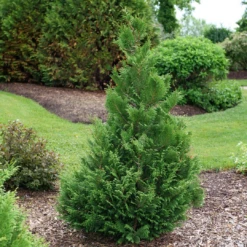 Cedar Rapids™ False Cypress