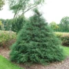 Haywire™ False Cypress