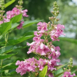 El Niño™ Chitalpa