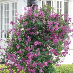 Pink Mink® Clematis -Great Garden Plants Shop Clematis Pink Mink 3