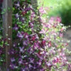 'Sweet Summer Love' Clematis