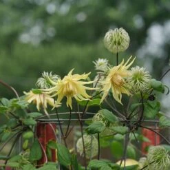Funyella™ Clematis -Great Garden Plants Shop Clematis Funyella DSC00293 800 800 60