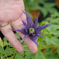 Sparky® Blue Clematis -Great Garden Plants Shop Clematis Sparky Blue 2 P
