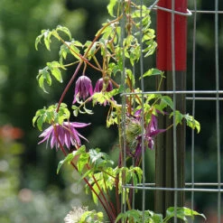 Sparky® Purple Clematis -Great Garden Plants Shop Clematis Sparky Purple 3 P