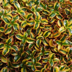 Waxwing™ Gold Mirror Bush
