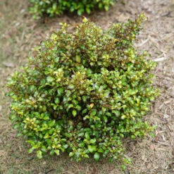 Waxwing™ Lime Mirror Bush -Great Garden Plants Shop Coprosma Waxwing Lime 4