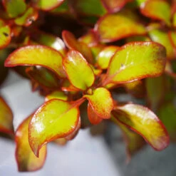 Waxwing™ Orange Mirror Bush -Great Garden Plants Shop Coprosma Waxwing Orange 3