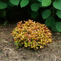 Waxwing™ Orange Mirror Bush -Great Garden Plants Shop Coprosma Waxwing Orange 4