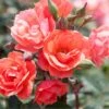 Coral Knock Out® Rose