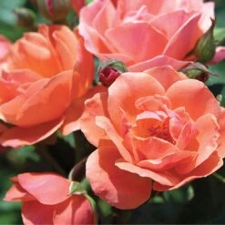 Coral Knock Out® Rose -Great Garden Plants Shop CoralKnockOut 3