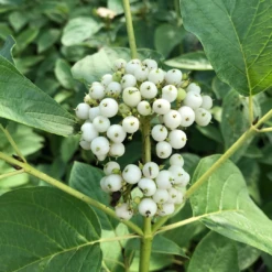 Arctic Fire® Yellow Red-Twig Dogwood -Great Garden Plants Shop CornusArcticFireYellowIMG 036 1080x1080 e6a8233