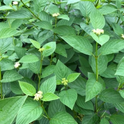 Arctic Fire® Yellow Red-Twig Dogwood -Great Garden Plants Shop CornusArcticFireYellowIMG 1449 1 1080x1080 a0e0f4e