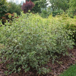 Sgt. Pepper™ Dogwood 2 Sgt. Pepper™ Dogwood -Great Garden Plants Shop Cornus Sgt Pepper P1225334