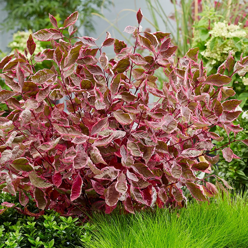 Sgt. Pepper™ Dogwood Sgt. Pepper™ Dogwood -Great Garden Plants Shop Cornus Sgt Pepper visi193672