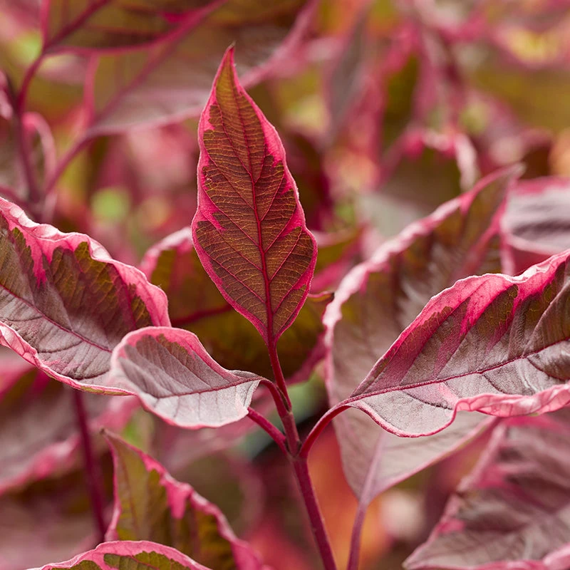 Sgt. Pepper™ Dogwood Sgt. Pepper™ Dogwood -Great Garden Plants Shop Cornus Sgt Pepper visi193675