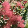The Velvet Fog® Smokebush