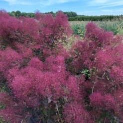 The Velvet Fog® Smokebush -Great Garden Plants Shop Cotinus The Velvet Fog 3