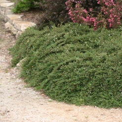 Little Dipper® Cotoneaster -Great Garden Plants Shop Cotoneaster Little Dipper 3