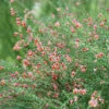 Sister Rosie® Scotch Broom