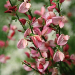 Sister Rosie® Scotch Broom -Great Garden Plants Shop Cytisus Siste Rosie 3 P