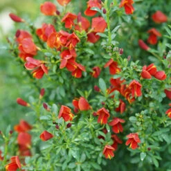 Sister Redhead® Scotch Broom -Great Garden Plants Shop Cytisus Sister Redhead 3 P