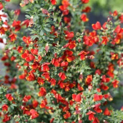 Sister Redhead® Scotch Broom -Great Garden Plants Shop Cytisus Sister Redhead 4 P