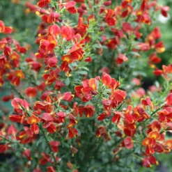 Sister Redhead® Scotch Broom -Great Garden Plants Shop Cytisus Sister Redhead 5 P