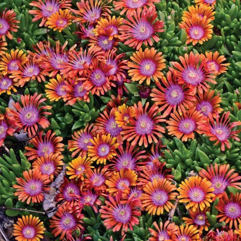 Fire Spinner® Ice Plant Fire Spinner® Ice Plant -Great Garden Plants Shop DELFS1Q 2 sw
