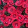 'Eastern Star' Dianthus