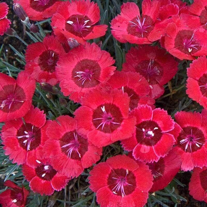 'Eastern Star' Dianthus 'Eastern Star' Dianthus -Great Garden Plants Shop DIAES1Q 1 sw
